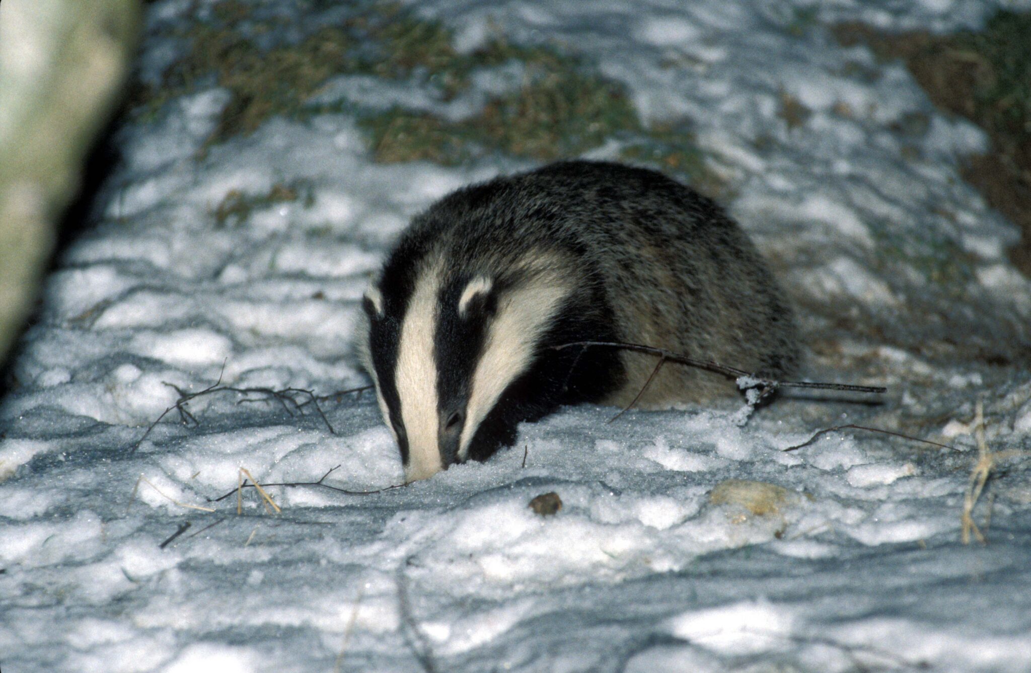 allan-bantick-thirty-years-of-badgering-scottish-wildlife-trust