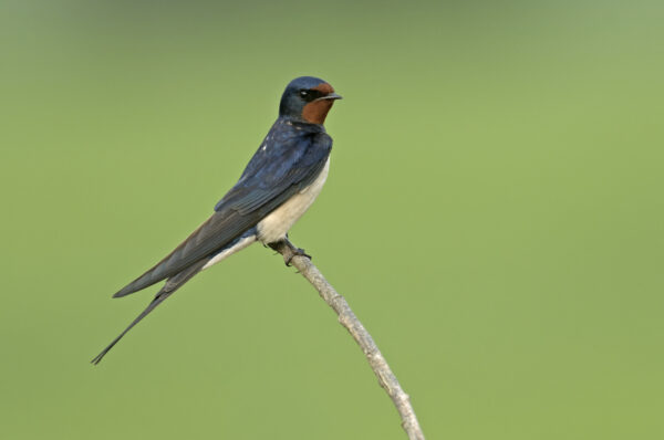 Who's who in the swallow family? | Scottish Wildlife Trust