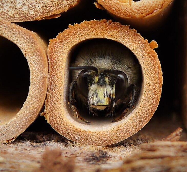 Bee hotel