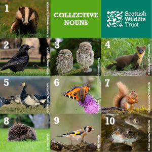 collective nouns for animals