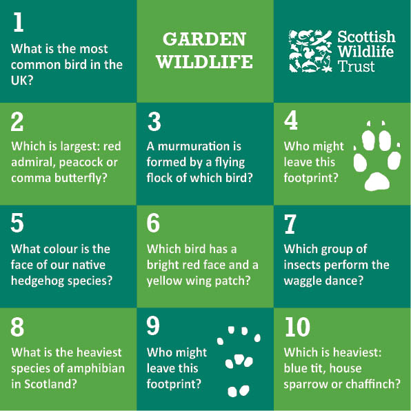 Wild Trivia - garden wildlife