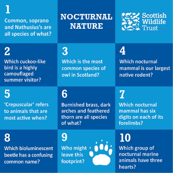 Trivia - nocturnal nature © Scottish Wildlife Trust