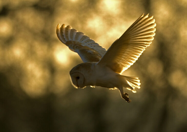 Barn owl © Russell Savory