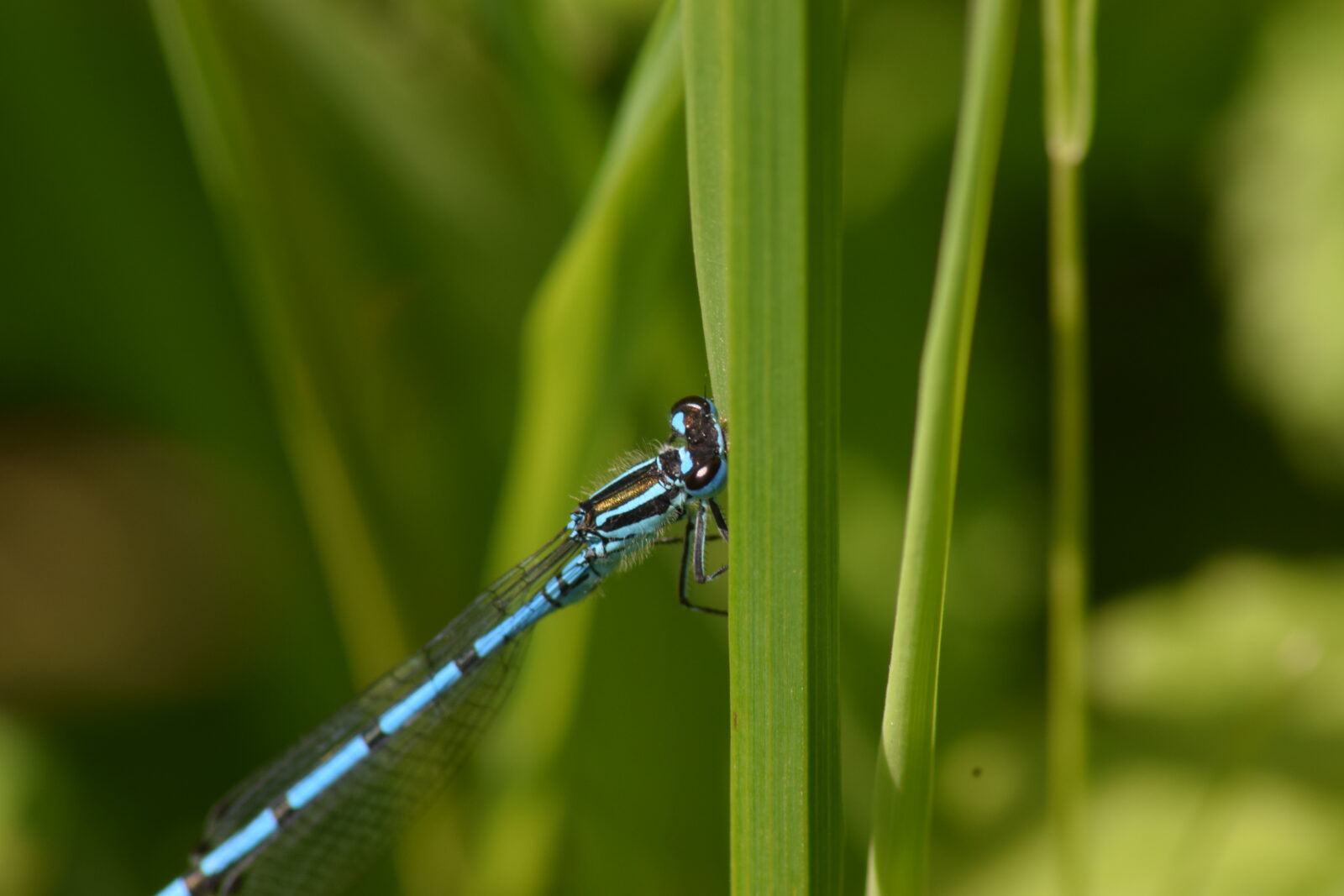 Love is in the air for Jupiter's damsels | Scottish Wildlife Trust