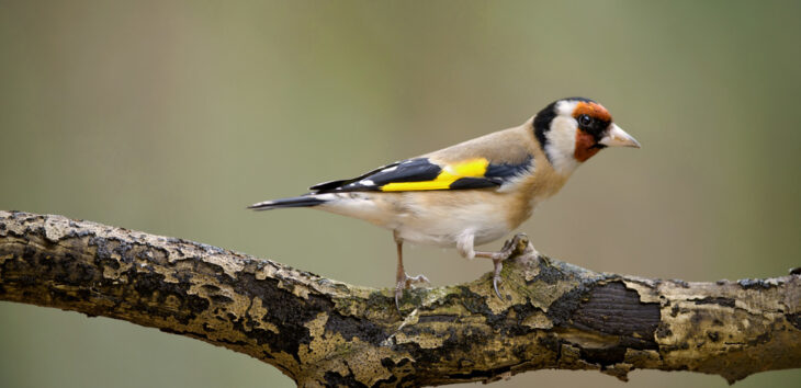 Goldfinch © Neil Aldridge