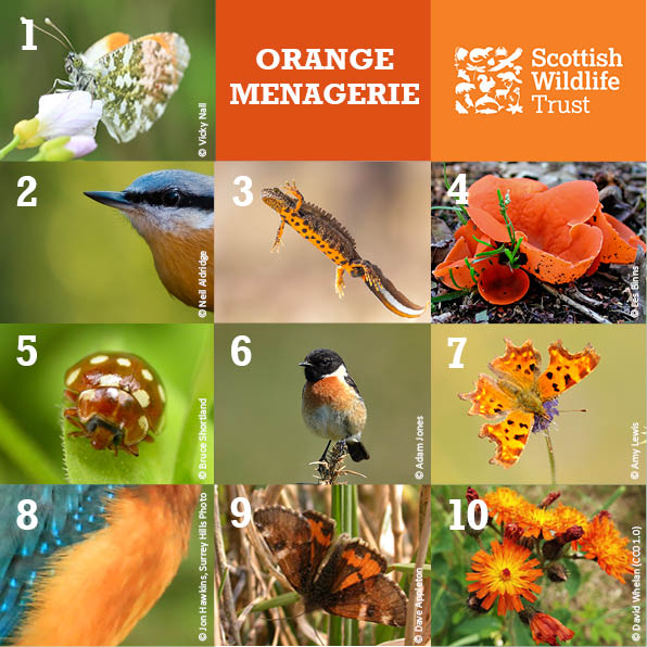 Trivia - Orange Menagerie