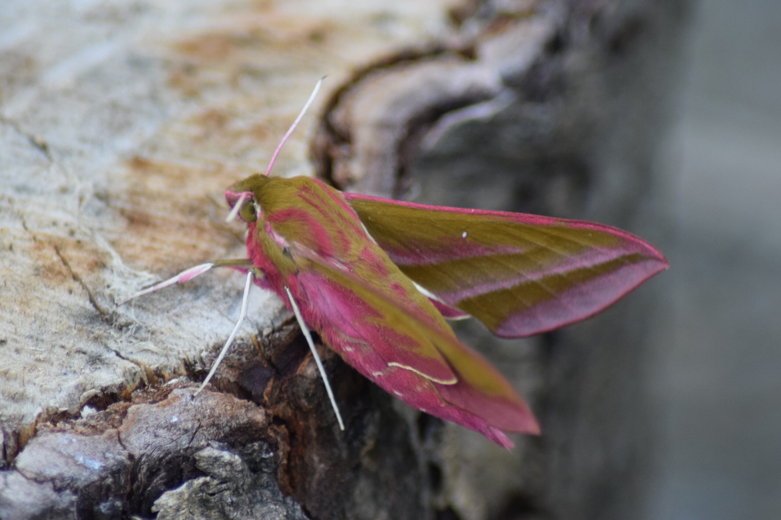 https://scottishwildlifetrust.org.uk/wp-content/uploads/2020/07/Elephant-hawkmoth-resized-c-Claire-Martin-scaled.jpg