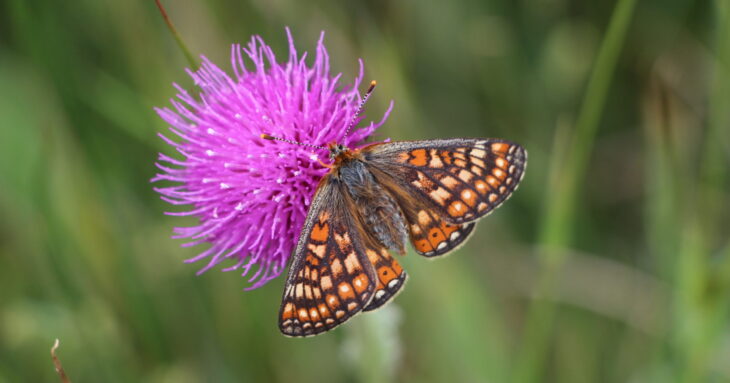 Marsh fritillary butterfly © Lianne de Mello