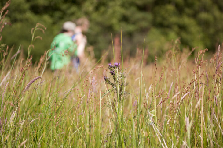 Long grass © Ross Hoddinott/2020VISION