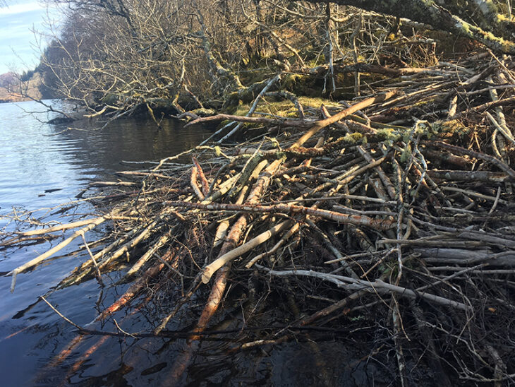 Beaver lodge © H.Taylor, Scottish Beavers