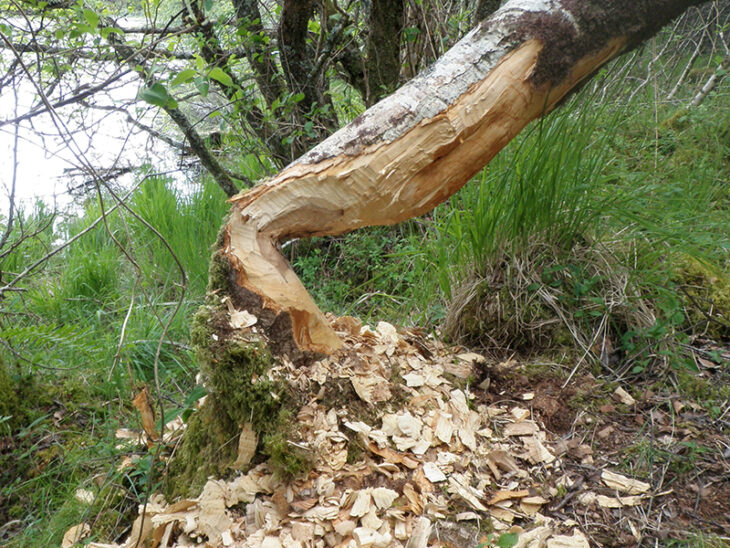 Gnawed tree © Scottish Beaver Trial