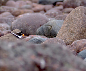 A ringed plover amongst the pebbles on Handa Island
