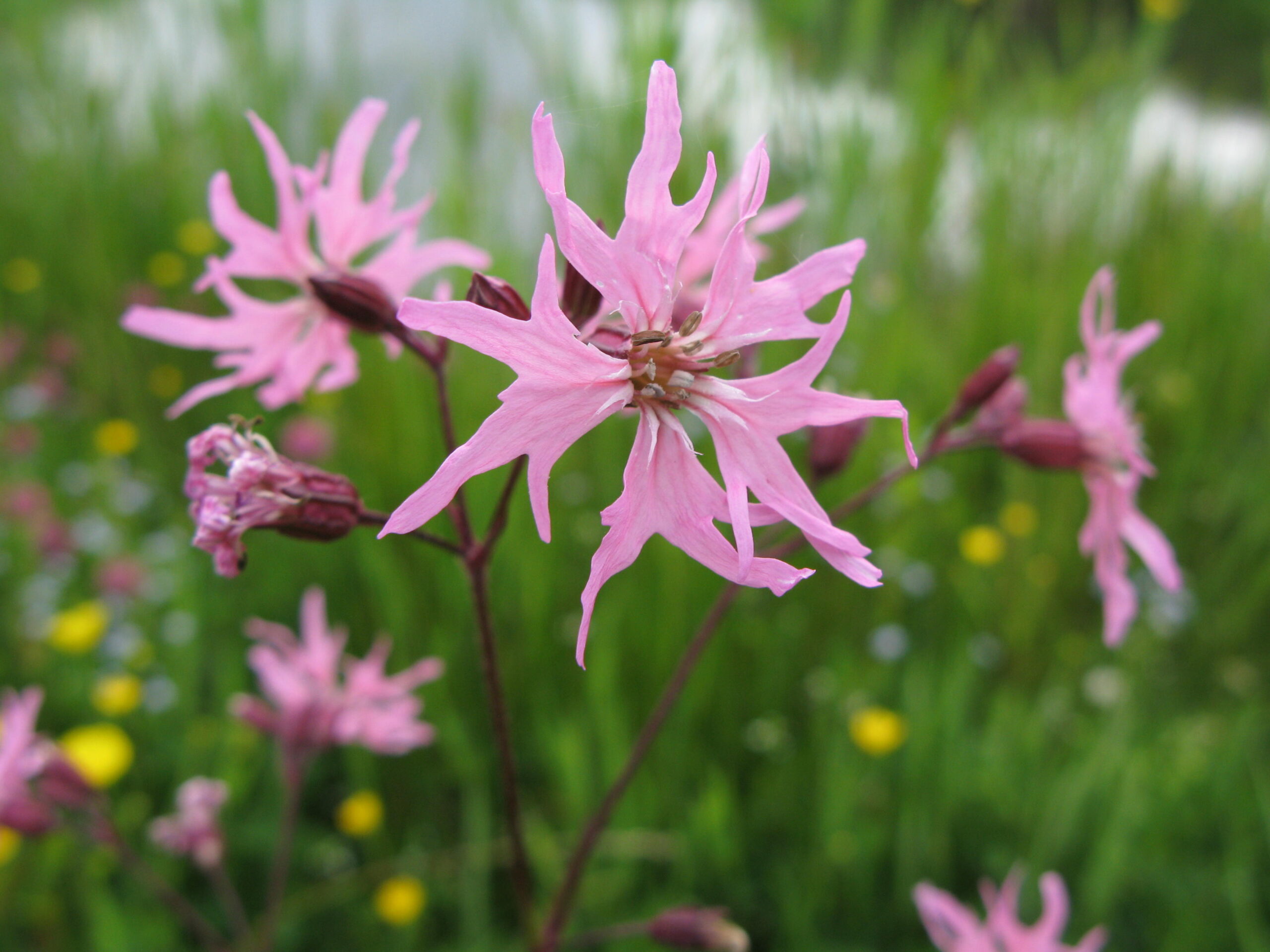 programme-for-government-a-missed-opportunity-for-nature-scottish