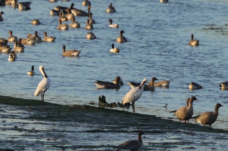 About those geese: Is that a skein or a flock?