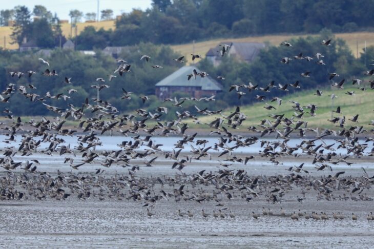 About those geese: Is that a skein or a flock?