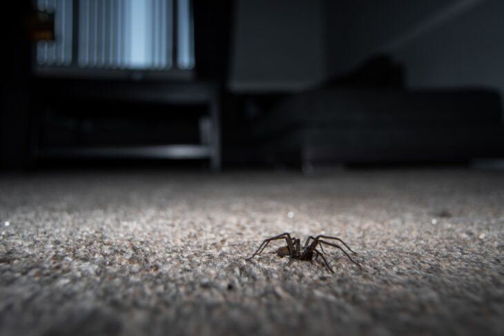 female house spider