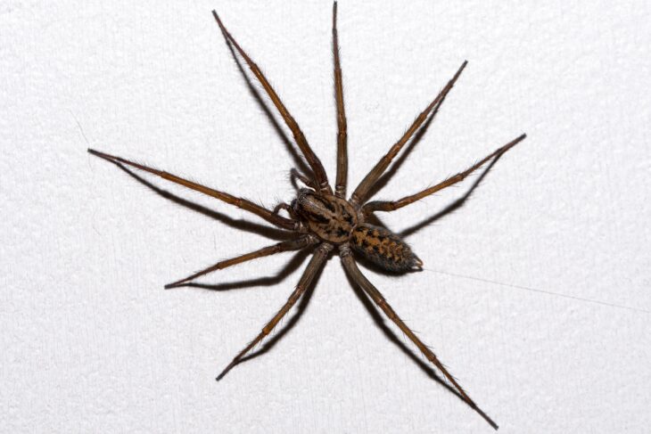 10 Common House Spiders Found in the UK