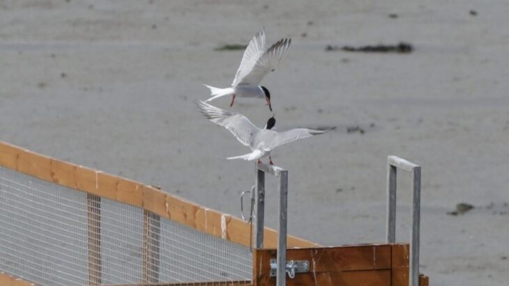 A common tern feeding a fish to its mate, who is perched on a wooden rail of a floating raft.
