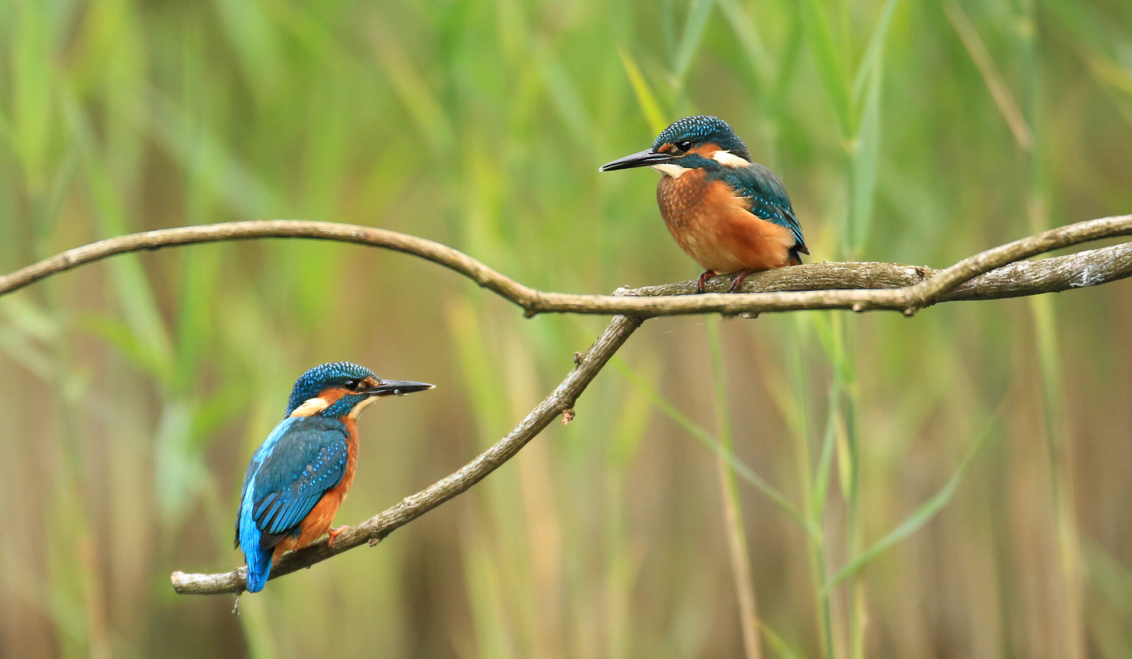 Adult finalist: In the Stillness | Scottish Wildlife Trust