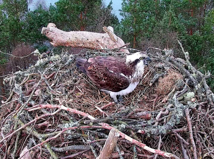 Ospreys Reunite At Loch Of The Lowes Scottish Wildlife Trust