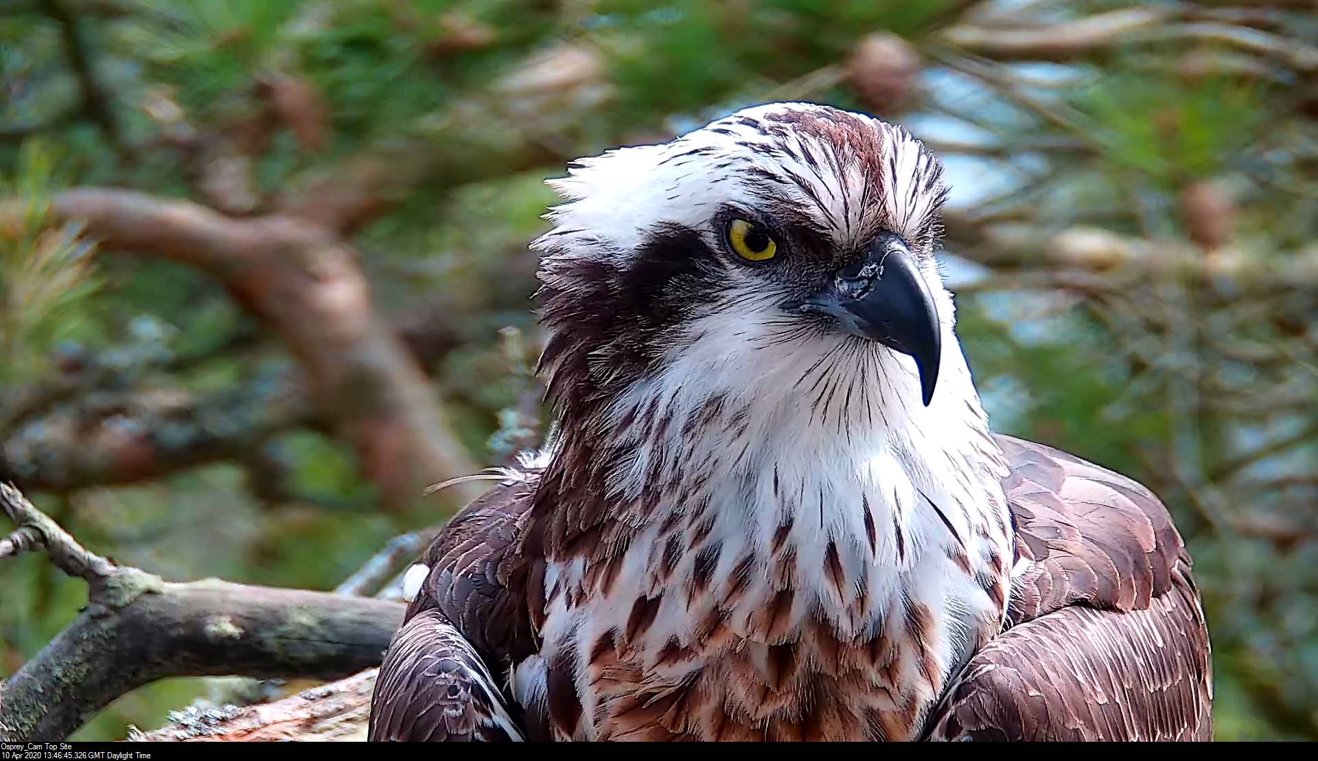 osprey new zealand