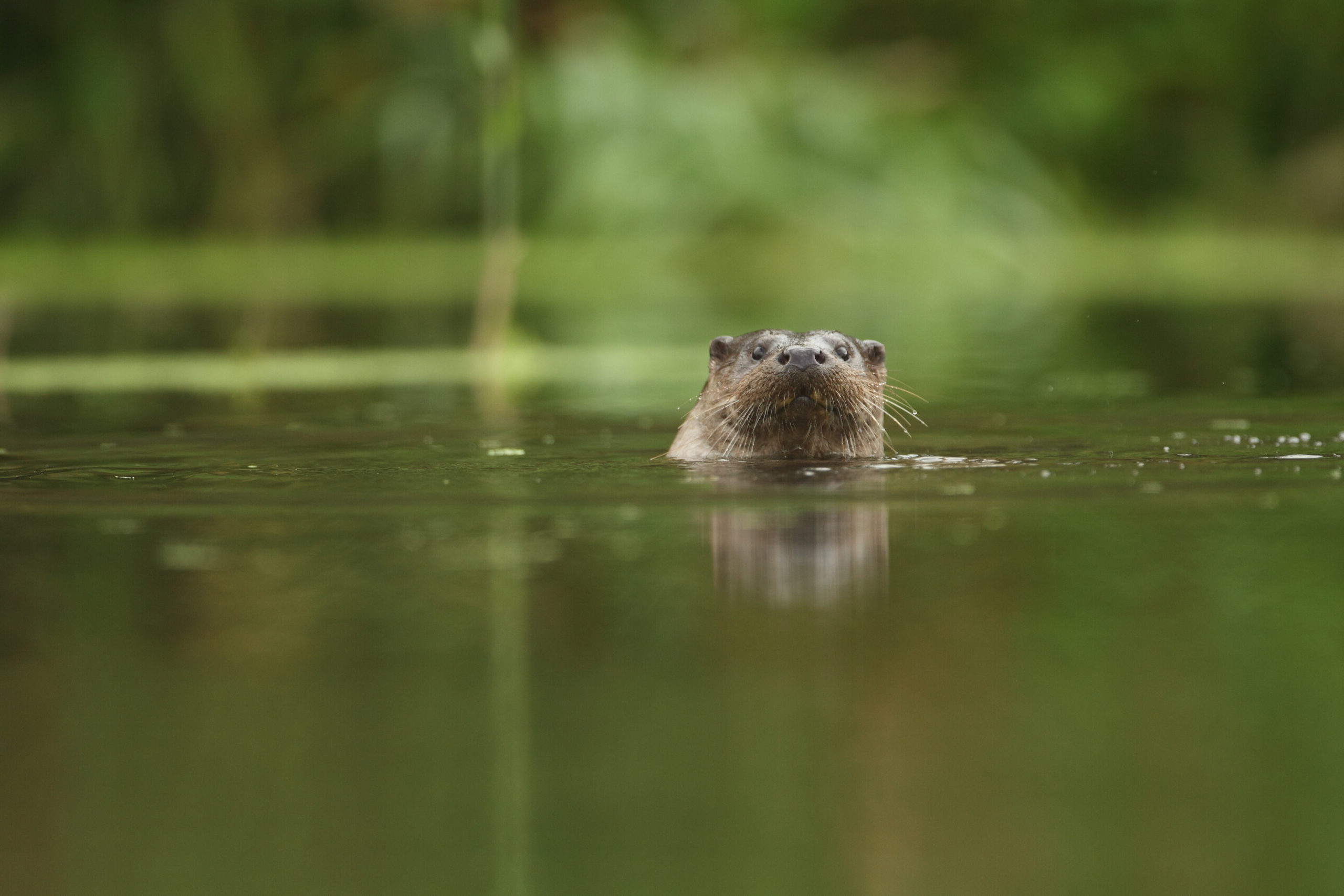 Otter | Mammals | Species profile | Scottish Wildlife Trust