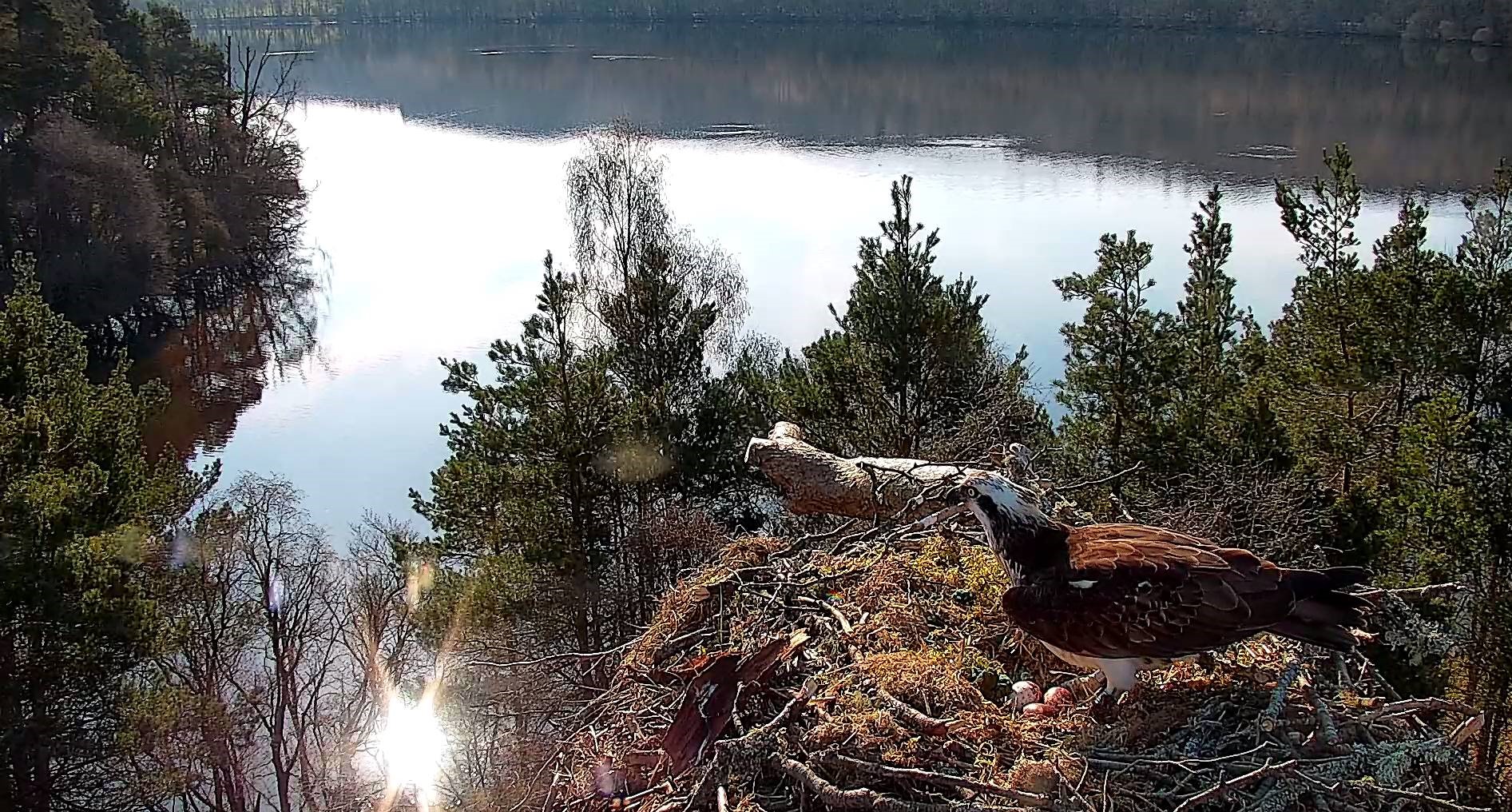 Female osprey with 3 eggs