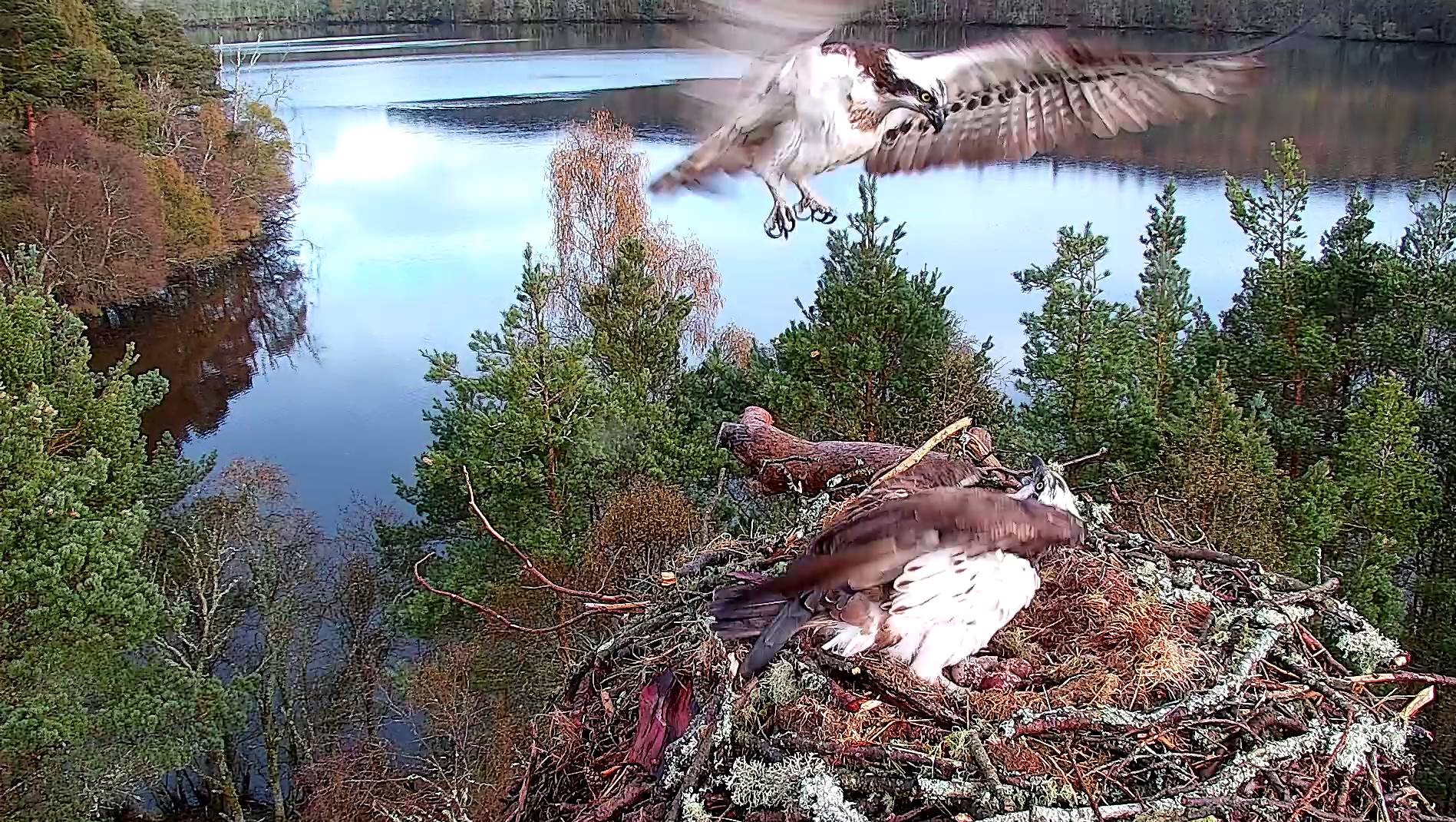Tough Times at the Osprey Nest