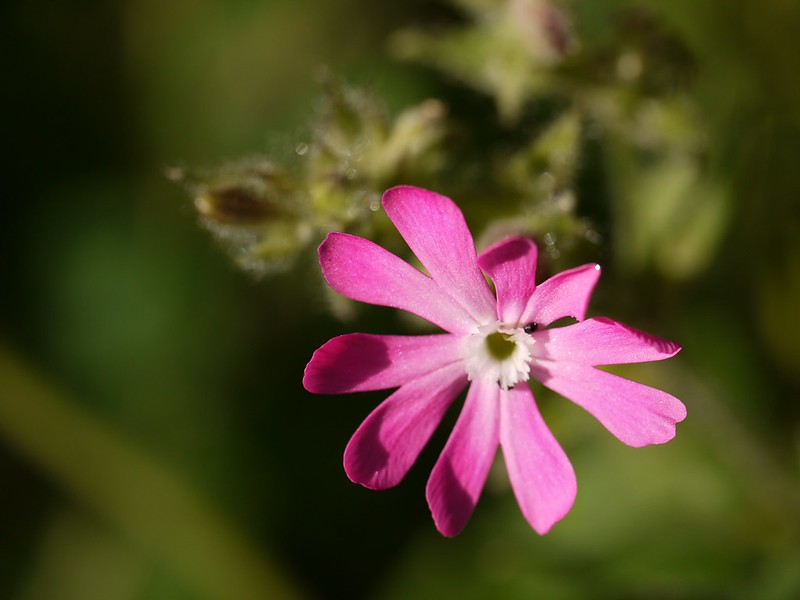 Five wildflowers to spot at Falls of Clyde this week (that aren’t daffodils)