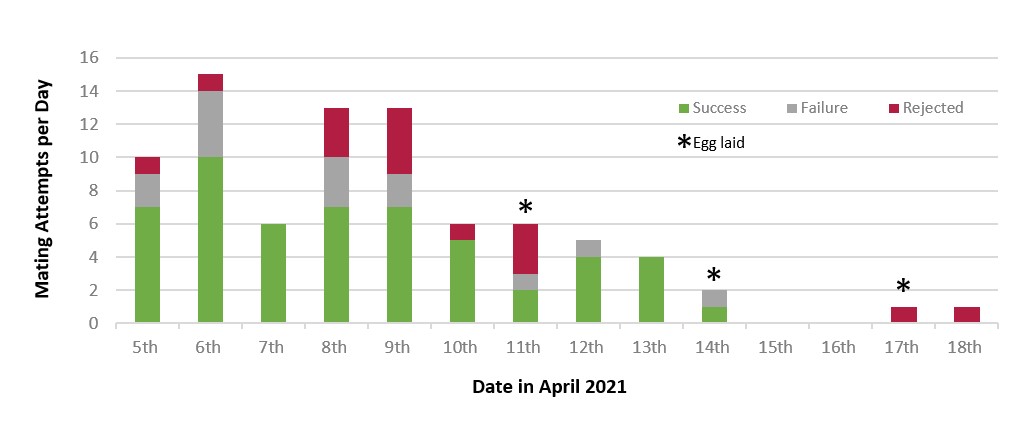 Graph of Mating Attempts and Eggs Laid 2021