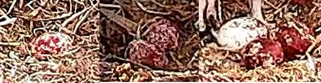 Three osprey eggs