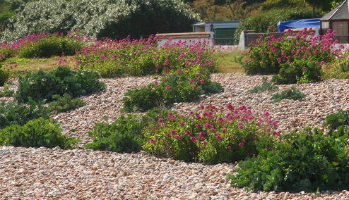 Gravel garden