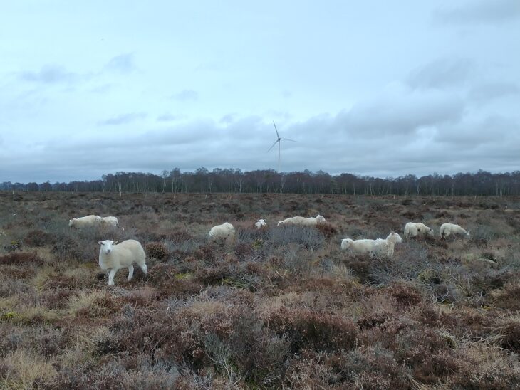 Sheep grazing Cander Moss