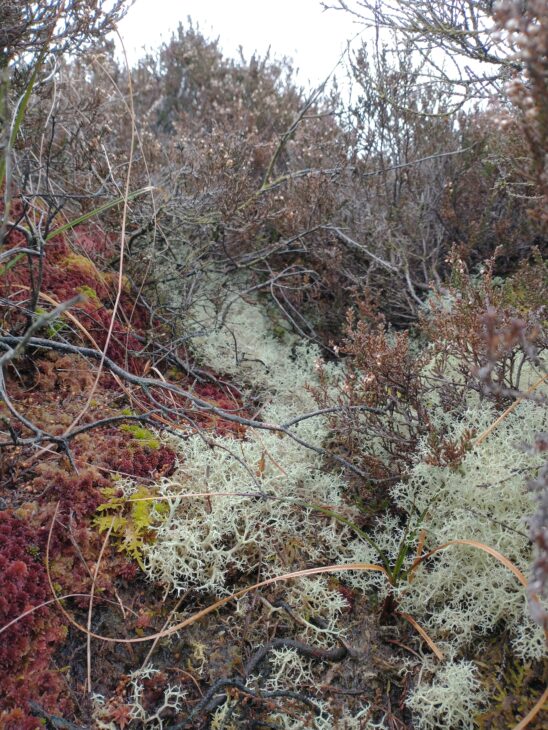 Close up of ground level bog vegetation.