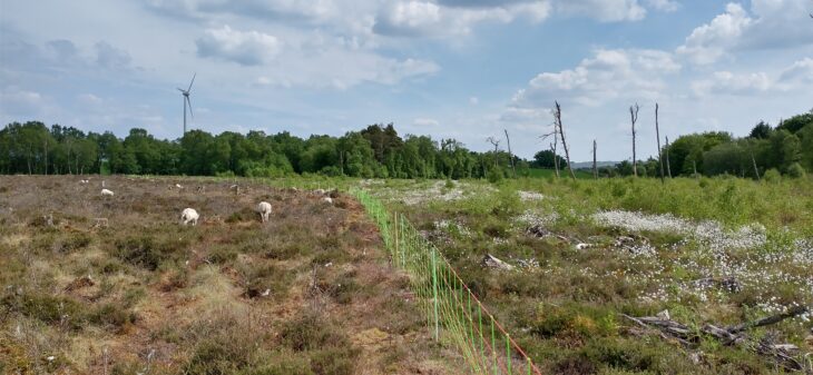 Grazed and ungrazed bog separated by electric fence