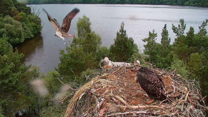 Osprey LR1 fledging