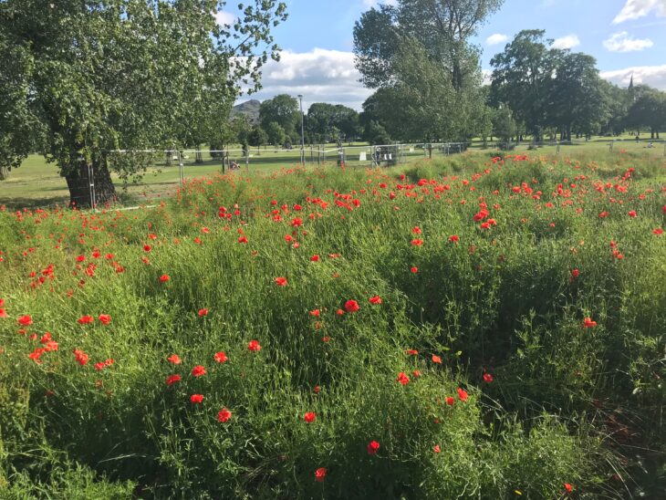 Poppy meadow patch