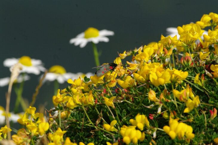 How To Sow A Wildflower Meadow Scottish Wildlife Trust