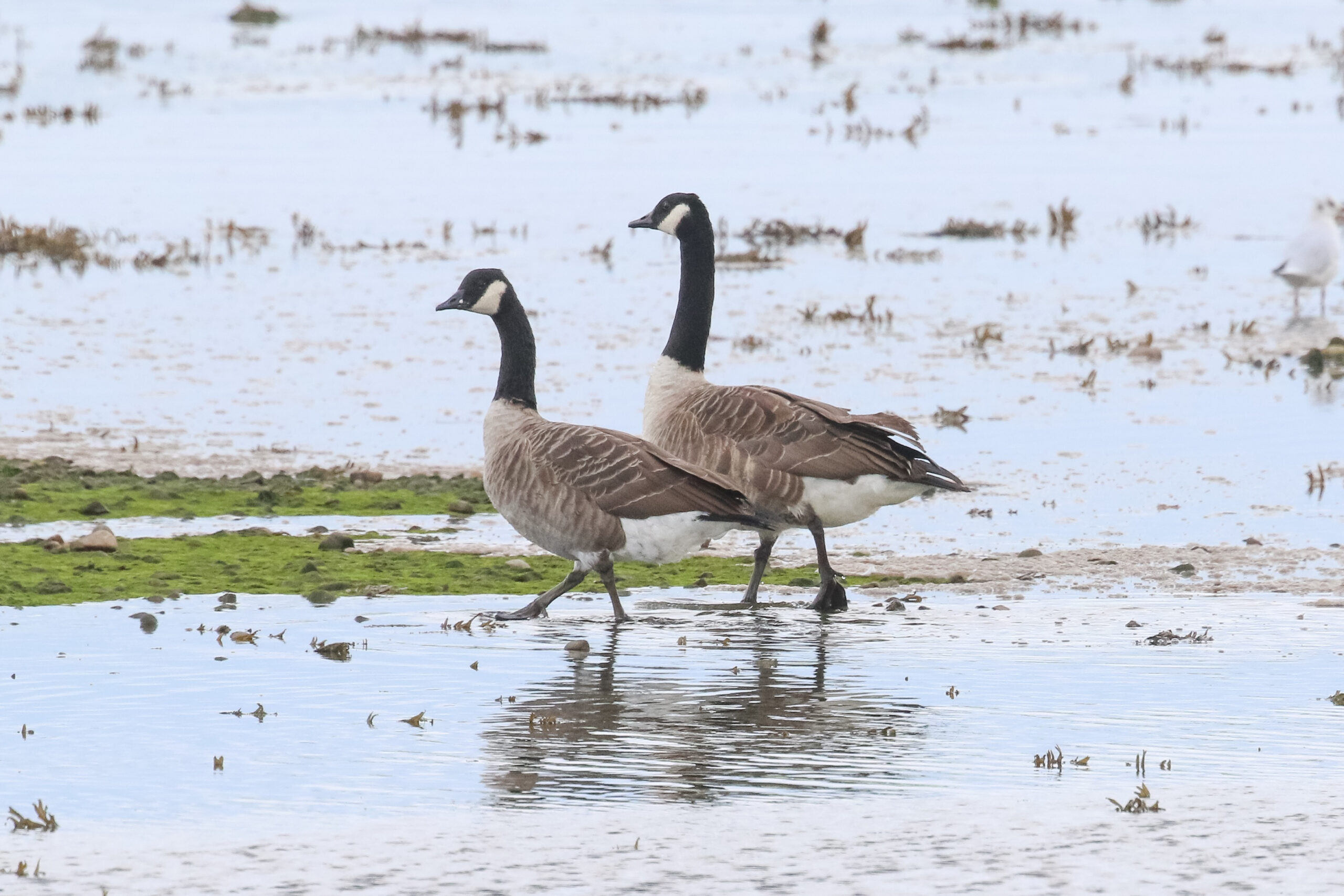 Canada geese arrive on sale uk