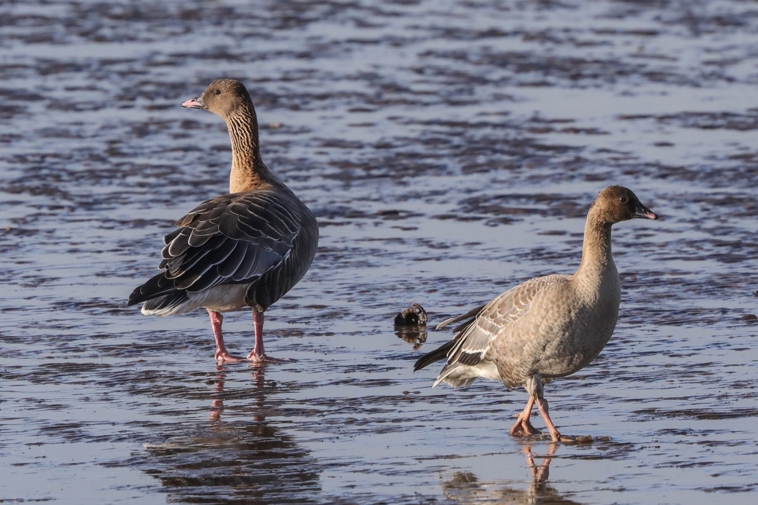 Canada geese shop migration scotland