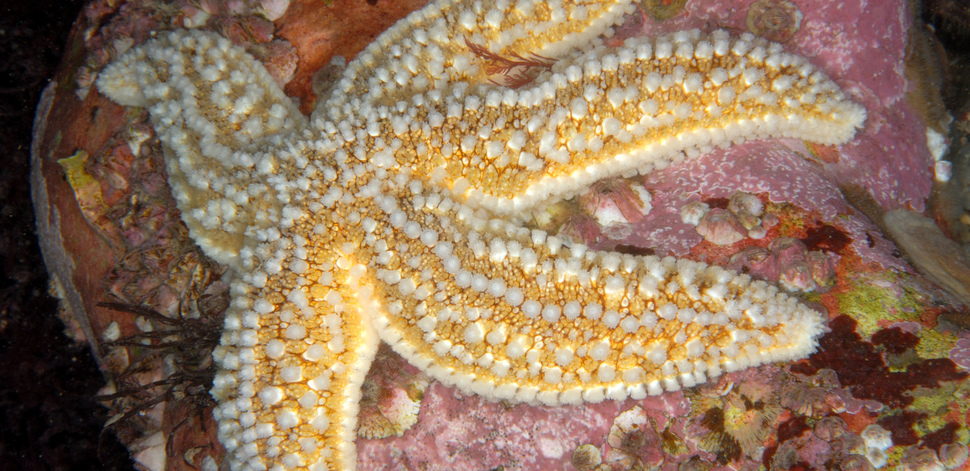 Common starfish | Species profile | Scottish Wildlife Trust