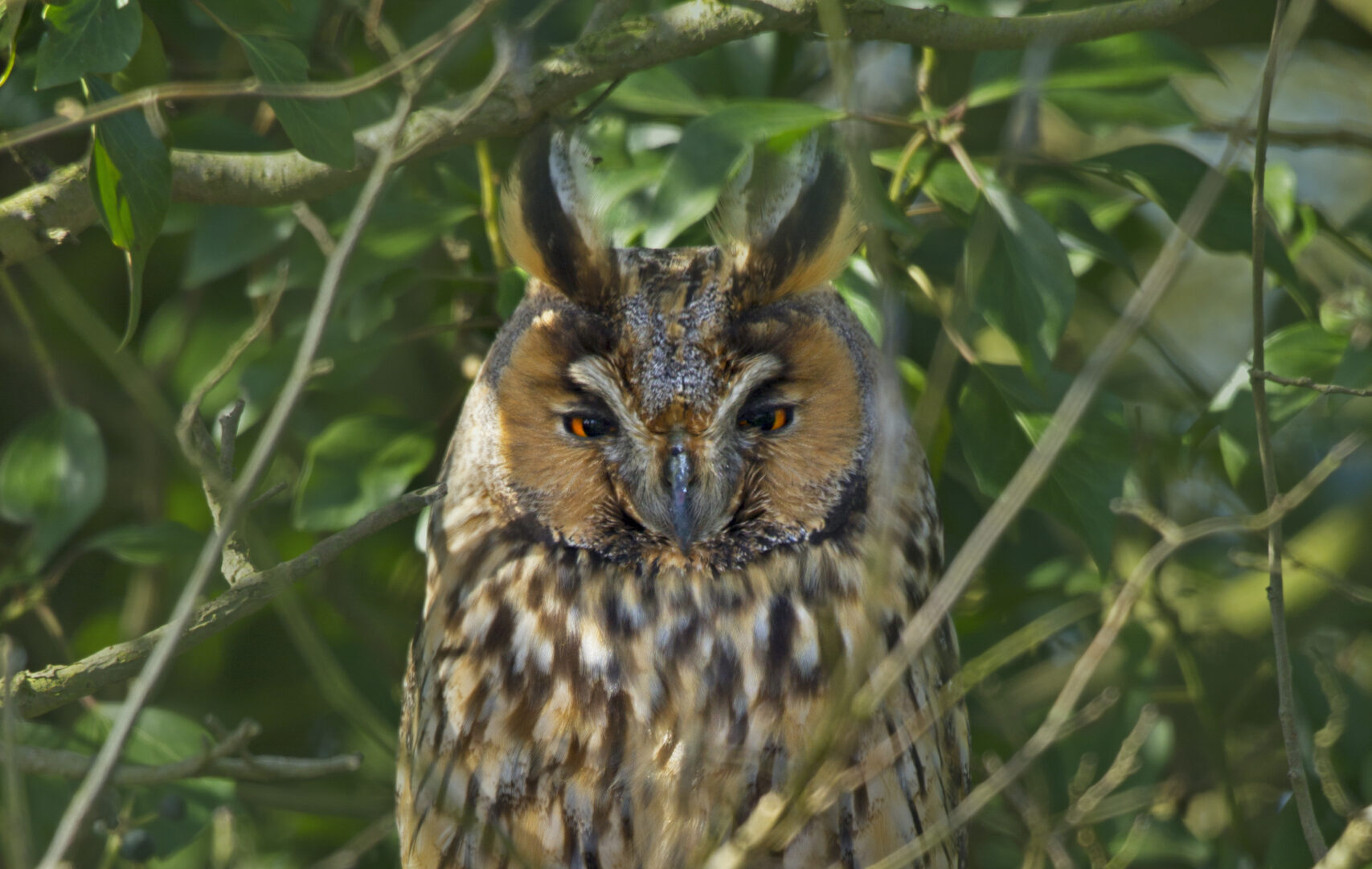 Long Eared Owl Species Profile Scottish Wildlife Trust