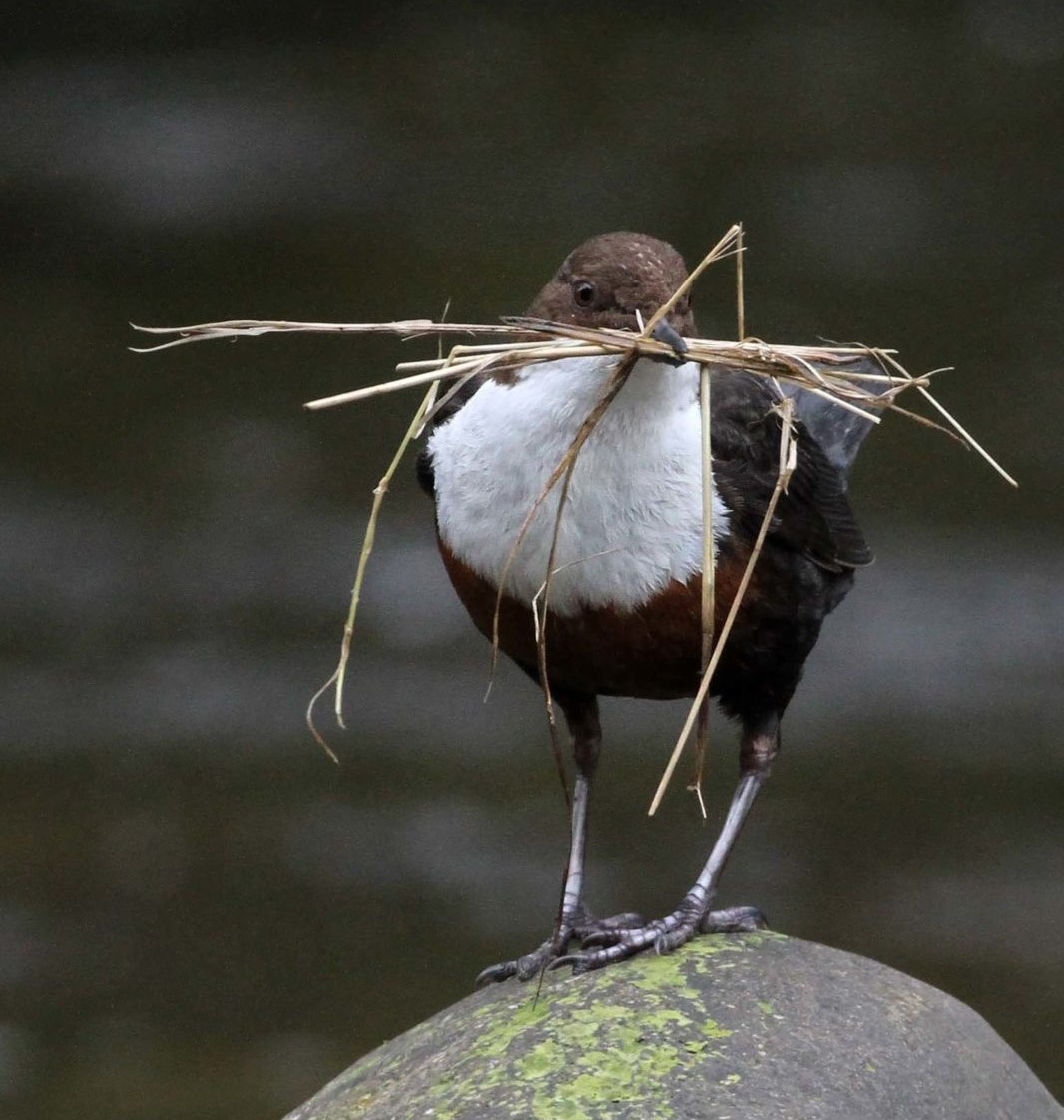 Dippers for days at the Falls of Clyde