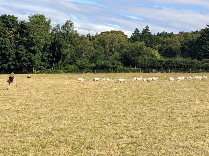 Shepherd, sheepdog and sheep