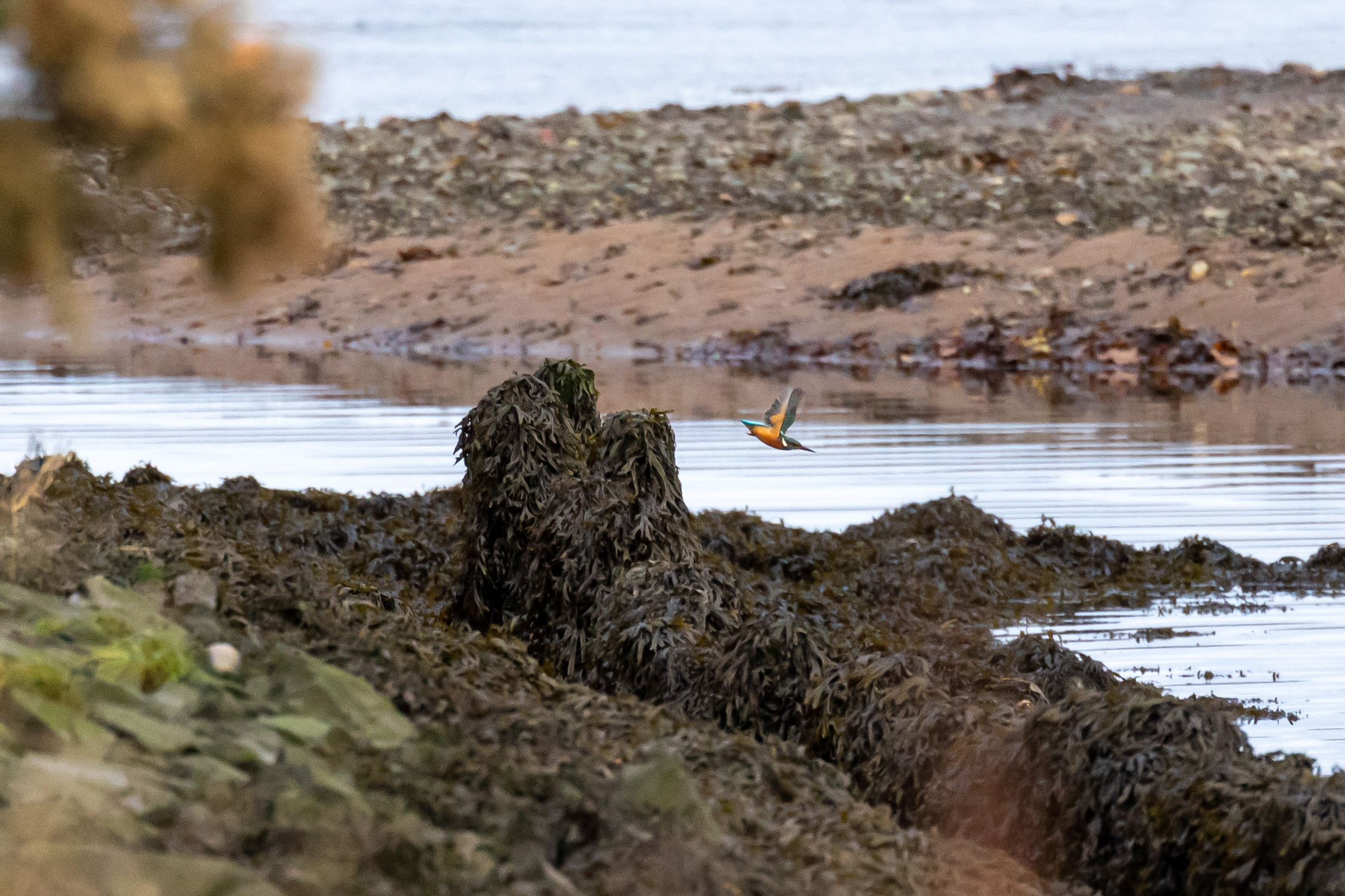 Why have we not seen as many kingfishers this winter?