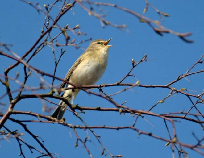 bird singing