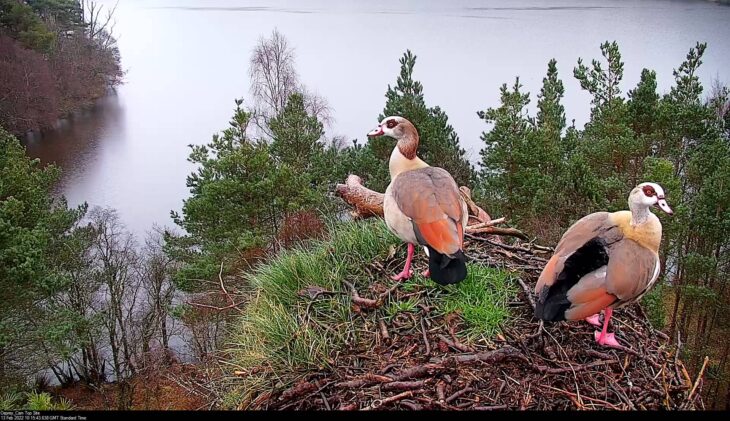 Egyptian geese arrive 