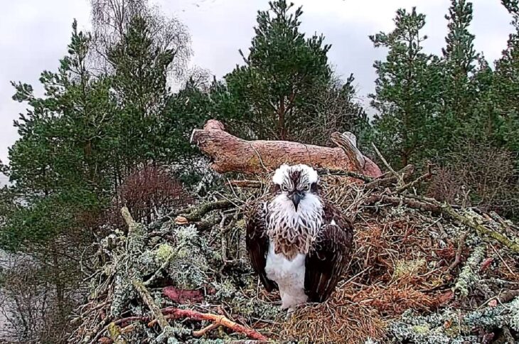 NC0 female osprey