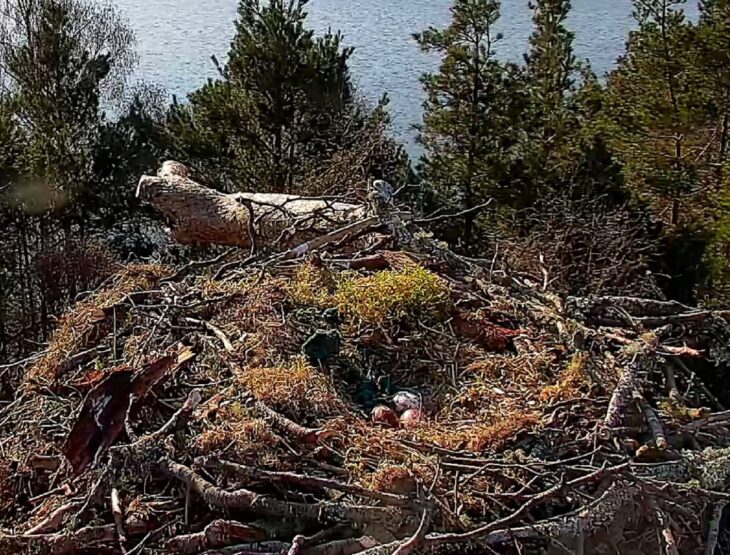 3 osprey eggs