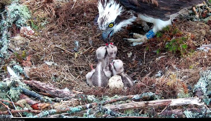 3 osprey chicks